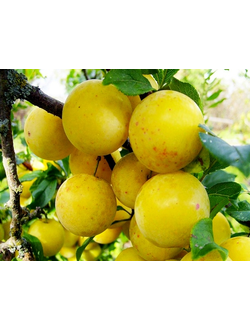 Слива Медовая (ранний)