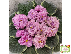 АВ-Розовое Шампанское (Фиалковод) 2020 г. (лист посажен 05.09.25)