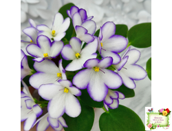 2А-Проба Пера (Е. Кольцова) 2024 г. (сортовая розетка)