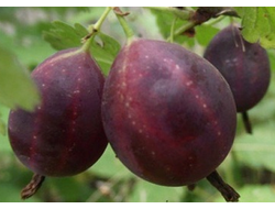 Слабошиповатые сорта