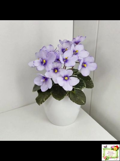 Smitten Kitten (LLG/S.Sorano) 03/22/2008 (9956)