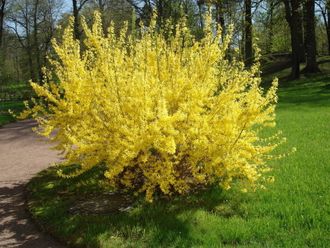 Форзиция средняя Спектабилис (Forsythia intermedia x Spectabilis) С3,60-80