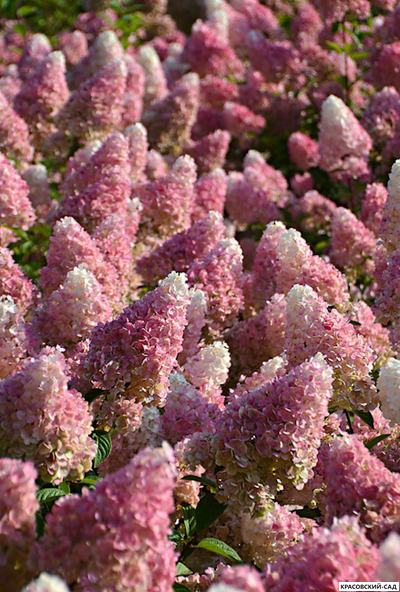 Купить Гортензия метельчатая Сандей Фрайс в Москве - Фото - Красовский-Сад.рф