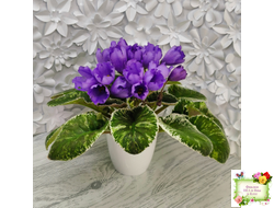 КНН-Крокус (Н. Куриленко) 2022 г. (пестролистный лонг)