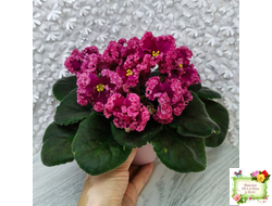 ЛФ-Дарья (Л.Федосеева) 2017 г.