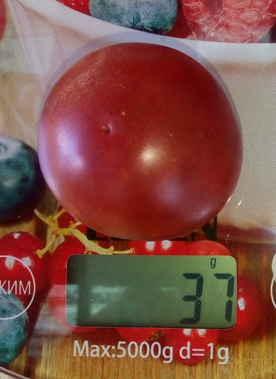 Томат гном Вельвет найт (Бархатная ночь, dwarf Velvet Night)