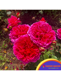 Габриэль ОАК (Gabriel OAK)