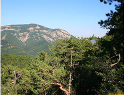 Сосна крымская (Pinus Pallasiana) 5 мл - 100% натуральное эфирное масло