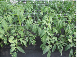 ШПАЛЕРНАЯ СЕТКА