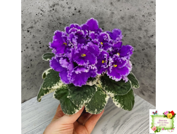 Dn-Юная Француженка (Д. Денисенко) 2016 г.