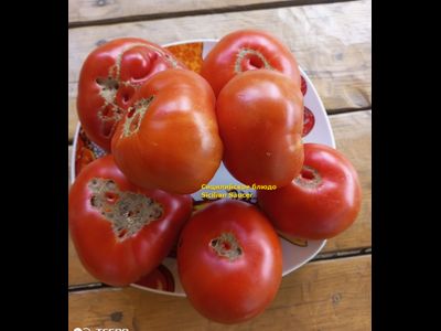 Томат Сицилийское блюдце (Sicilian Saucer, Италия)