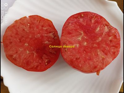 Томат Солнце севера