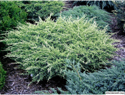 Можжевельник Холгер - Holger