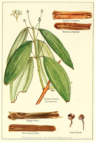 Коричник китайский, Кассия (Cinnamomum cassia) 5 мл - 100% натуральное эфирное масло