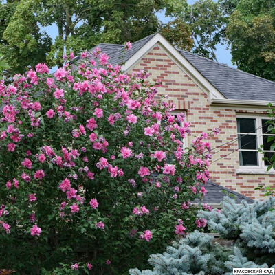 Гибискус Арденс - Ardens