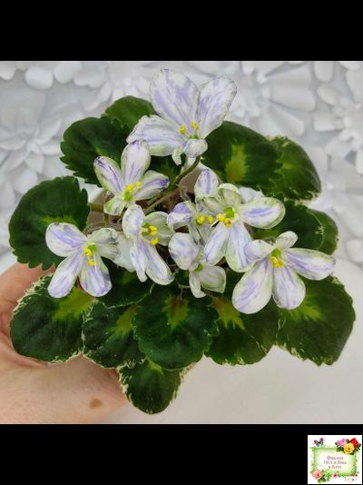 ЛЕ-Лунный Жемчуг (Е. Лебецкая) 2020 г. (пестролистный гёрл)