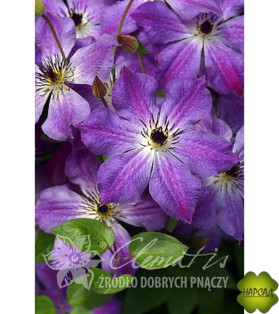 Клематис "Cloudburst" (Клаудберст) (3 группа обрезки)