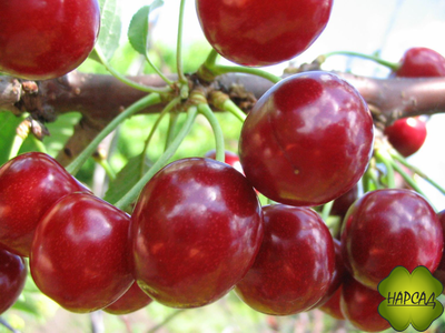 Превосходная Веньяминова