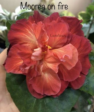 Гибискус Moorea on fire