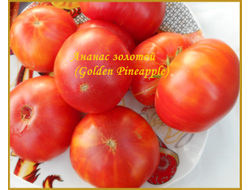 Томат Золотой ананас (Golden Pineapple)