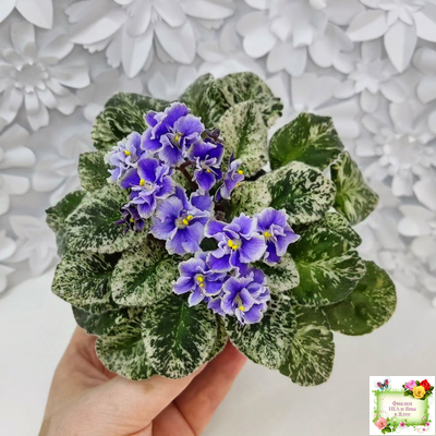 Shirl's Ruffled Petticoat (S. Sanders) (9159) 12/24/2002