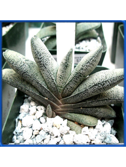 Gasteria baylissiana
