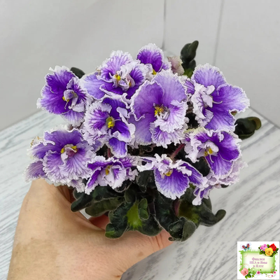 Н-Тет-а-Тет (Н. Бердникова) 2019 г. (лист укоренённый с деткой)