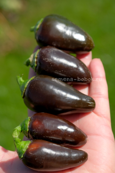 Перец острый Jalapeno Azabeche, 10 шт.