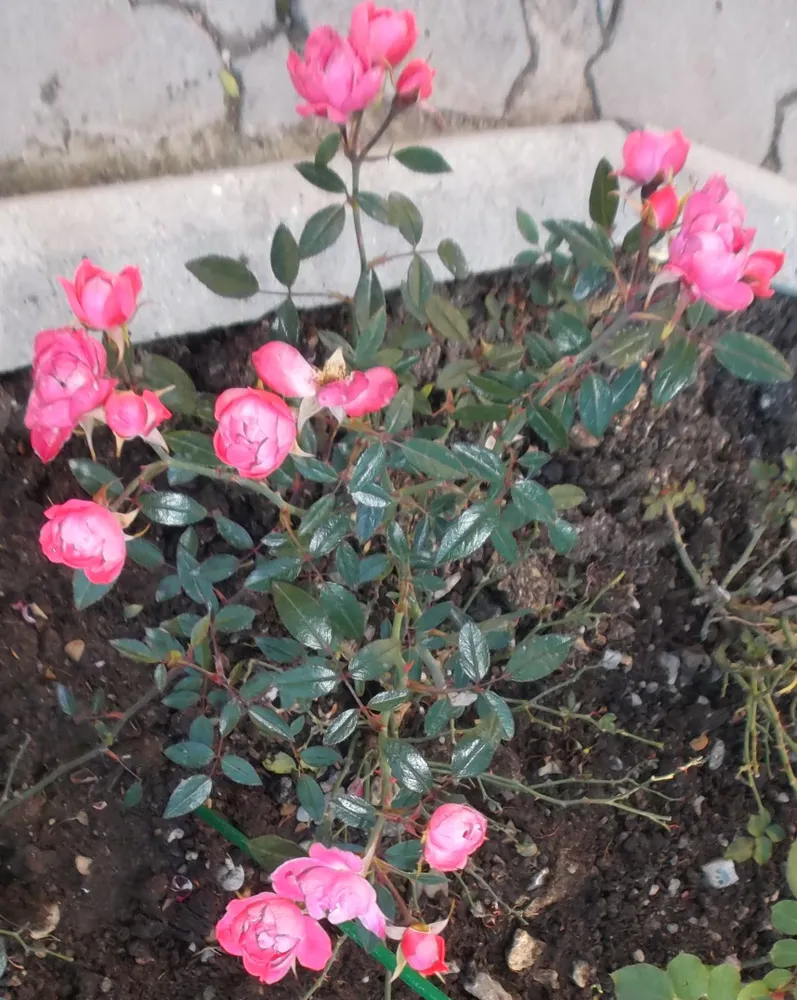 Мальчик-с-пальчик (миниатюрная). Селекция НБС