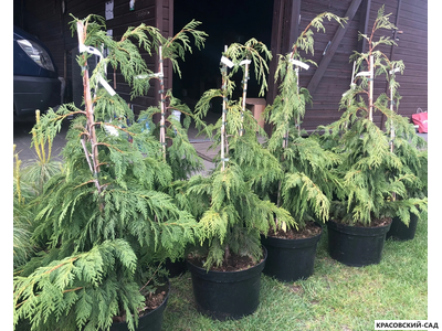 Кипарисовик Нутканский