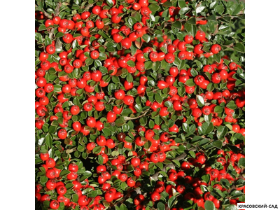 Кизильник Корал Бьюти - Coral Beauty