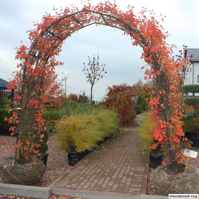 Арка из Ирги канадской - Amelanchier canadensis