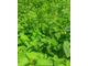 Мелисса лекарственная (Melissa officinalis) Болгария, 1 г - 100% натуральное эфирное масло