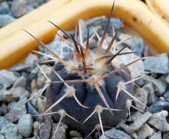 Gymnocalycium spegazzinii VG-577 (D=15-18мм)