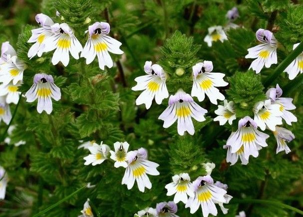 Очанка лекарственная