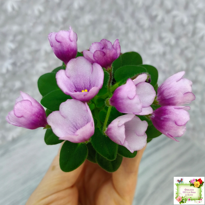 SimSim Tiny Bells (Alex Mayer)