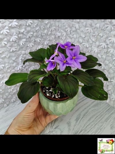 LV-Астемир (Л. Шевелева) 2025 г. трейлер (пестролистный клакамас)