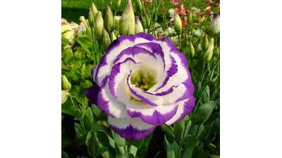 Набор вайнеров и каттеров "Эустома "