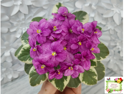 Rob's Lucky Ducky (R.Robinson) листовая химера (стартер сорт)