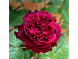 Уильям Шекспир