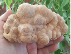 Почки мраморного оникса