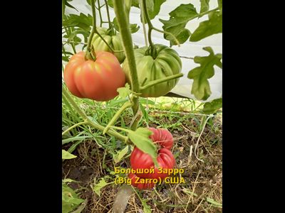 Томат  Бигзарро (Bigzarro), США