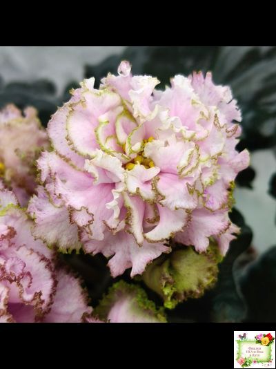 БР-Кудряшка (С. и Н. Буркацкие) 2021 г. (лист с деткой укоренённый)