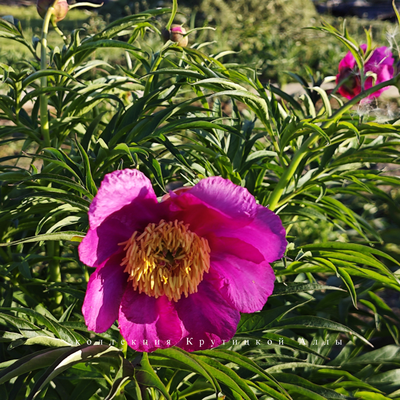 Пион Wind Chimes (Винд Чаймс)