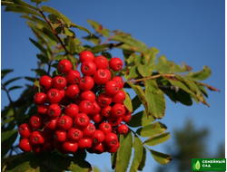 Рябина красная "Амурская"