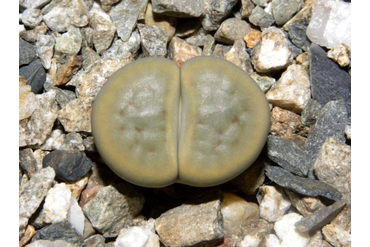 Lithops schwantesii ssp. schwantesii v. marthae C299
 