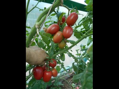 Томат Мархотская кисть (Мархотское гроно)