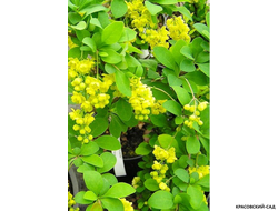 Барбарис Тунберга Indian Summer - фото крупным планом - красовский-сад.рф