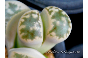 Lithops karasmontana ssp.bella C108