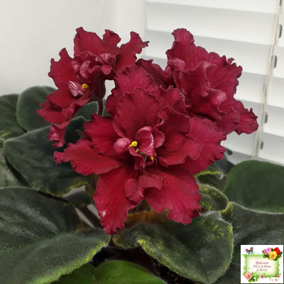 ЕК-Жара (Е. Коршунова) 2018 г.